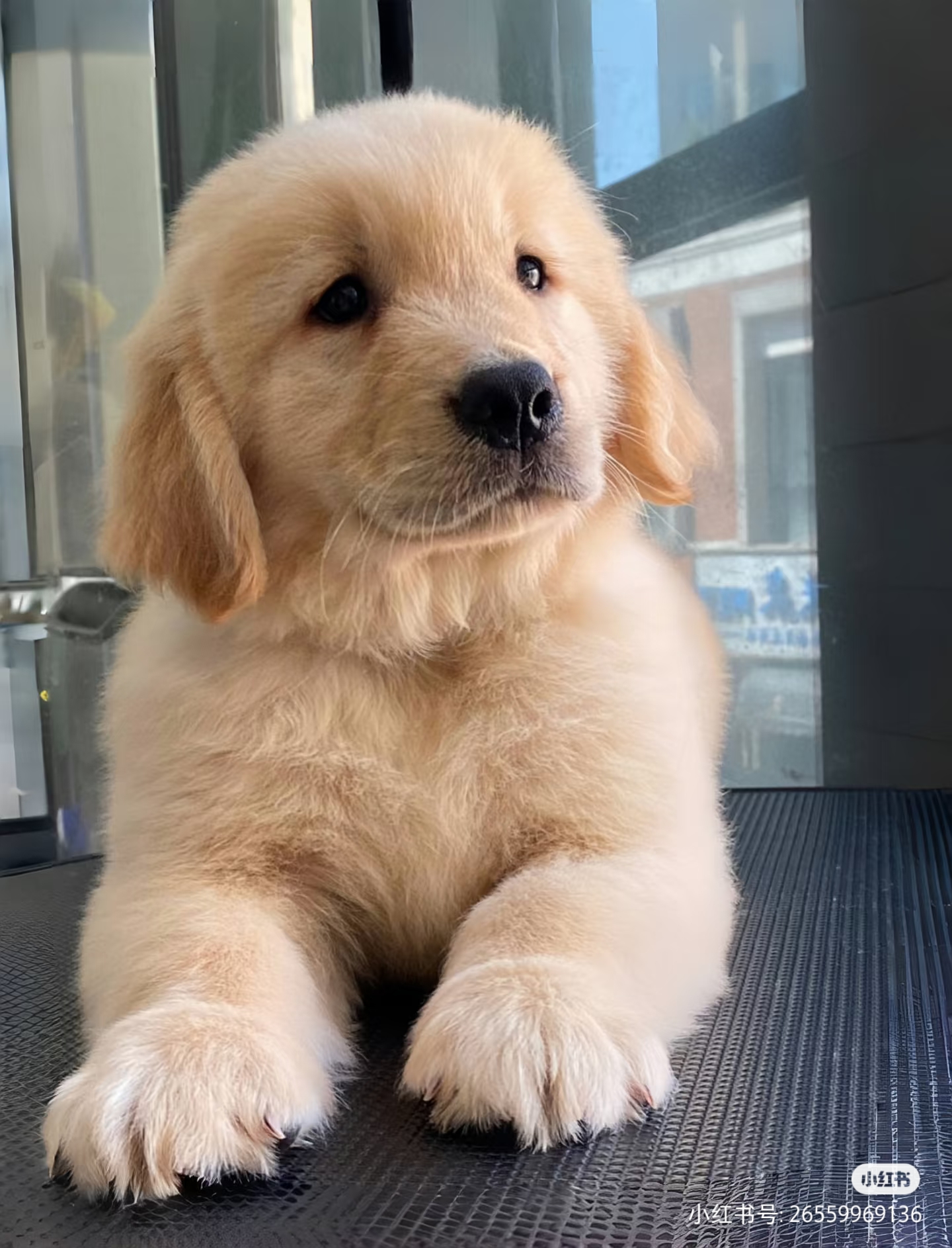 大骨架金毛寻回犬